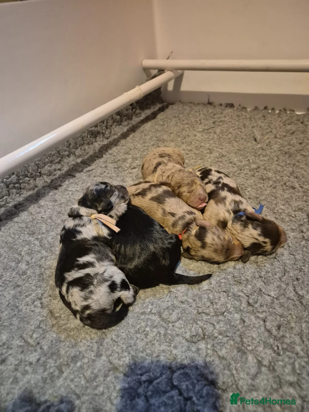 Cavapoo dogs for sale: F1b Health tested Phantom chocolate Merle Cavapoo - Advert 2