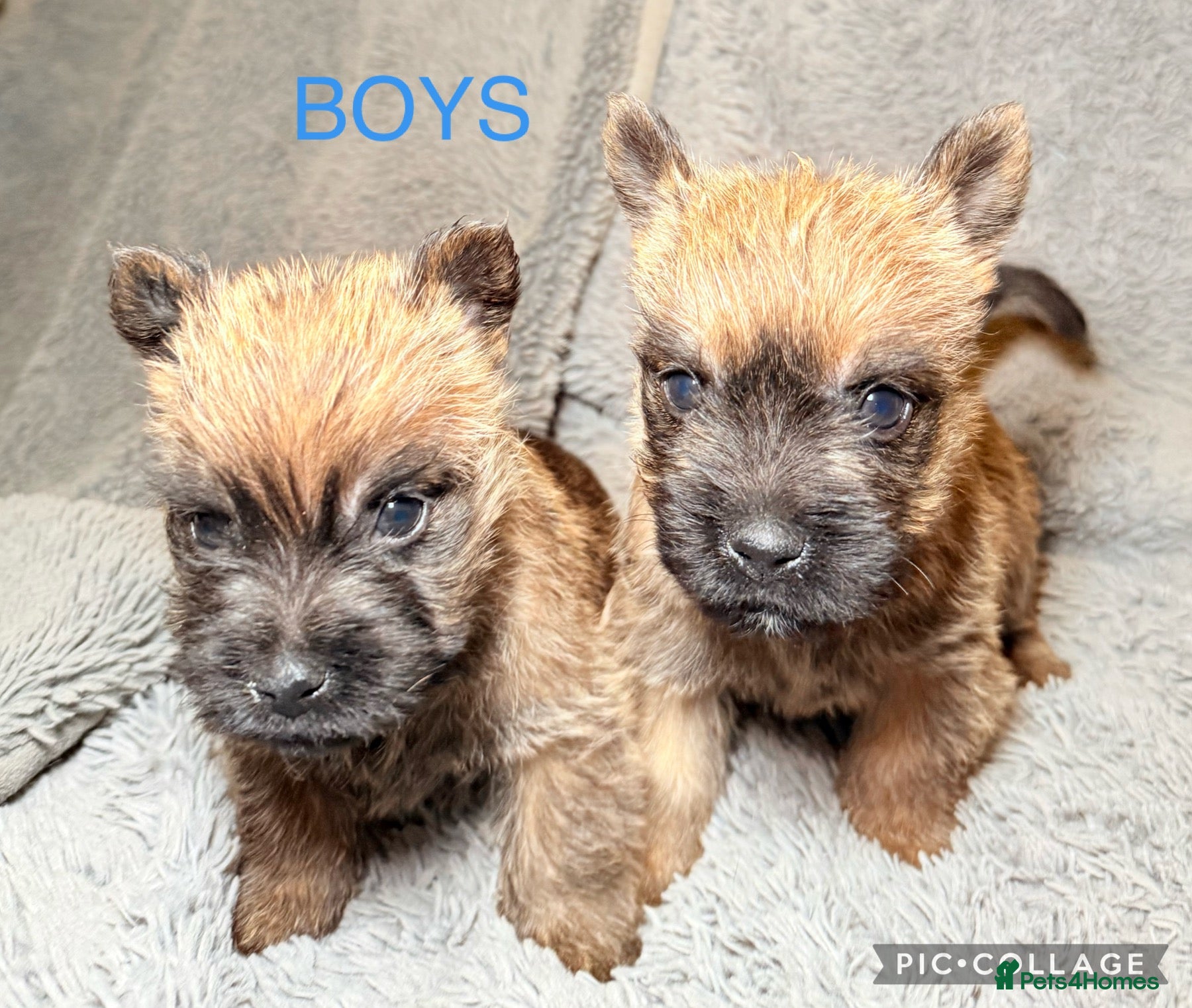 Cairn Terrier dogs STUNNING cairn terrier babies 🐾 - Advert 1