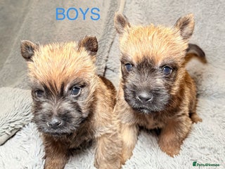 Cairn Terrier dogs STUNNING cairn terrier babies 🐾 - Advert 1