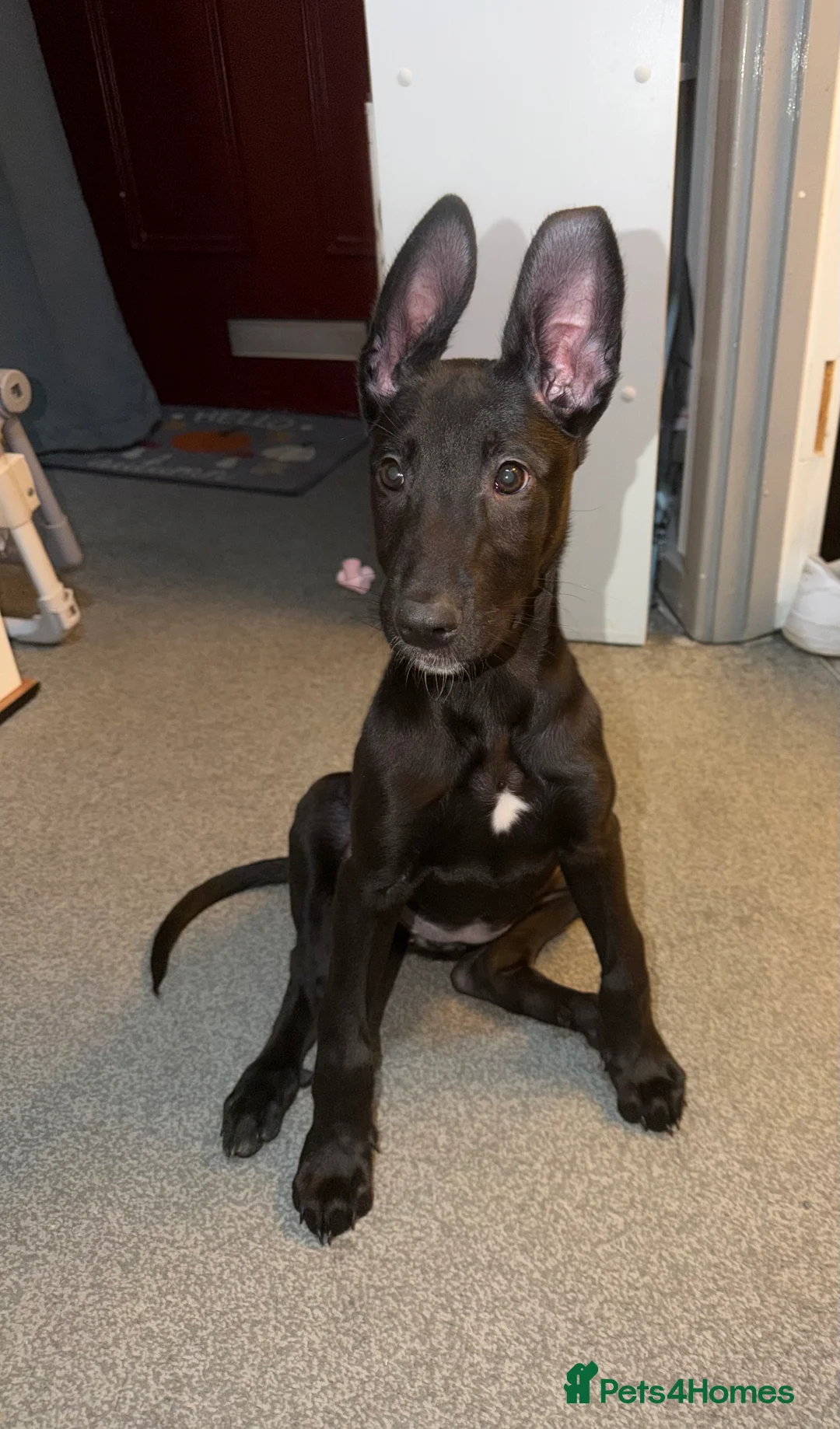 Belgian Shepherd Dog dogs for sale: Belgian Malinois  - Advert 4