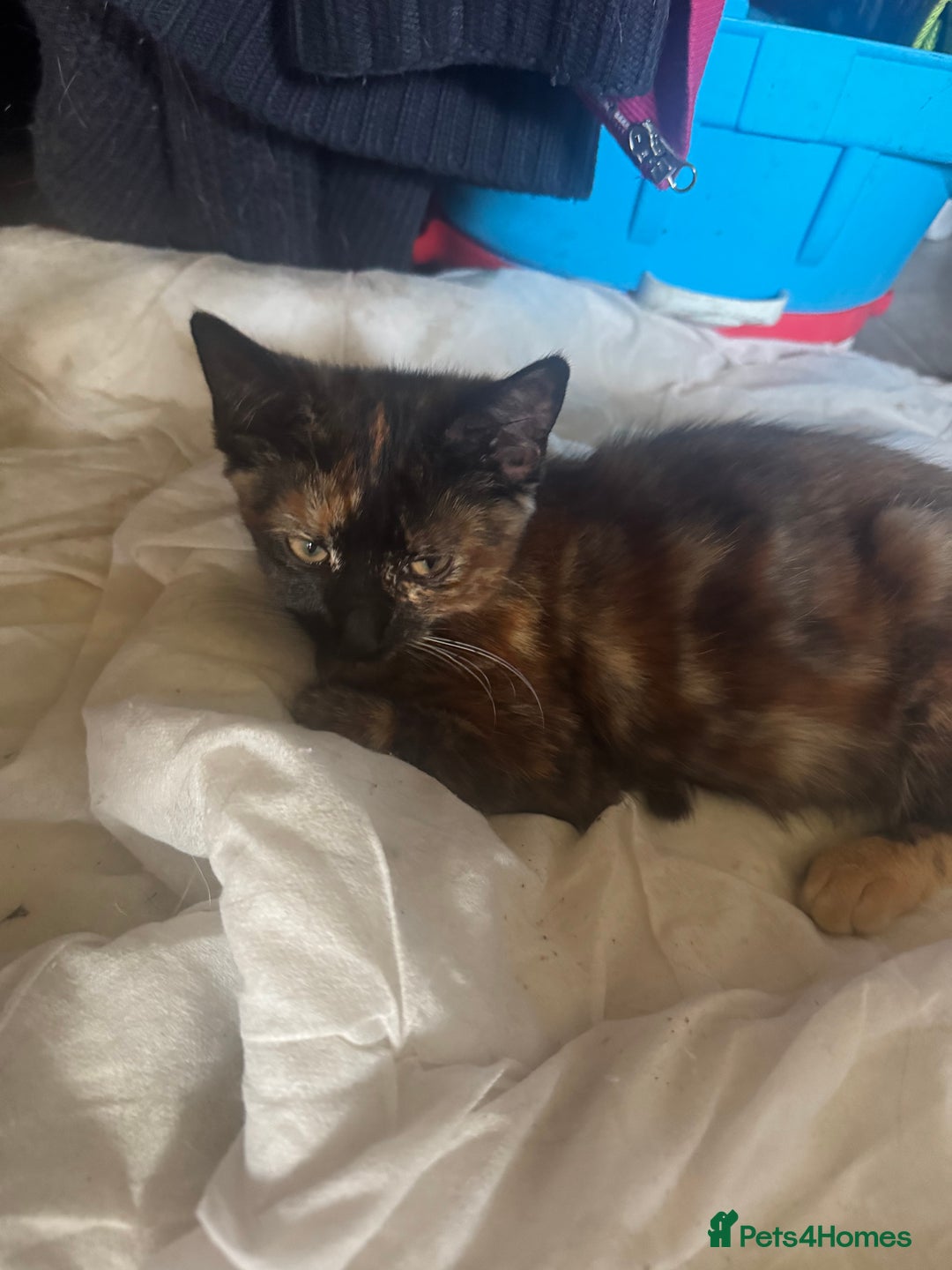 British Shorthair cats for sale: Orange - Image 2