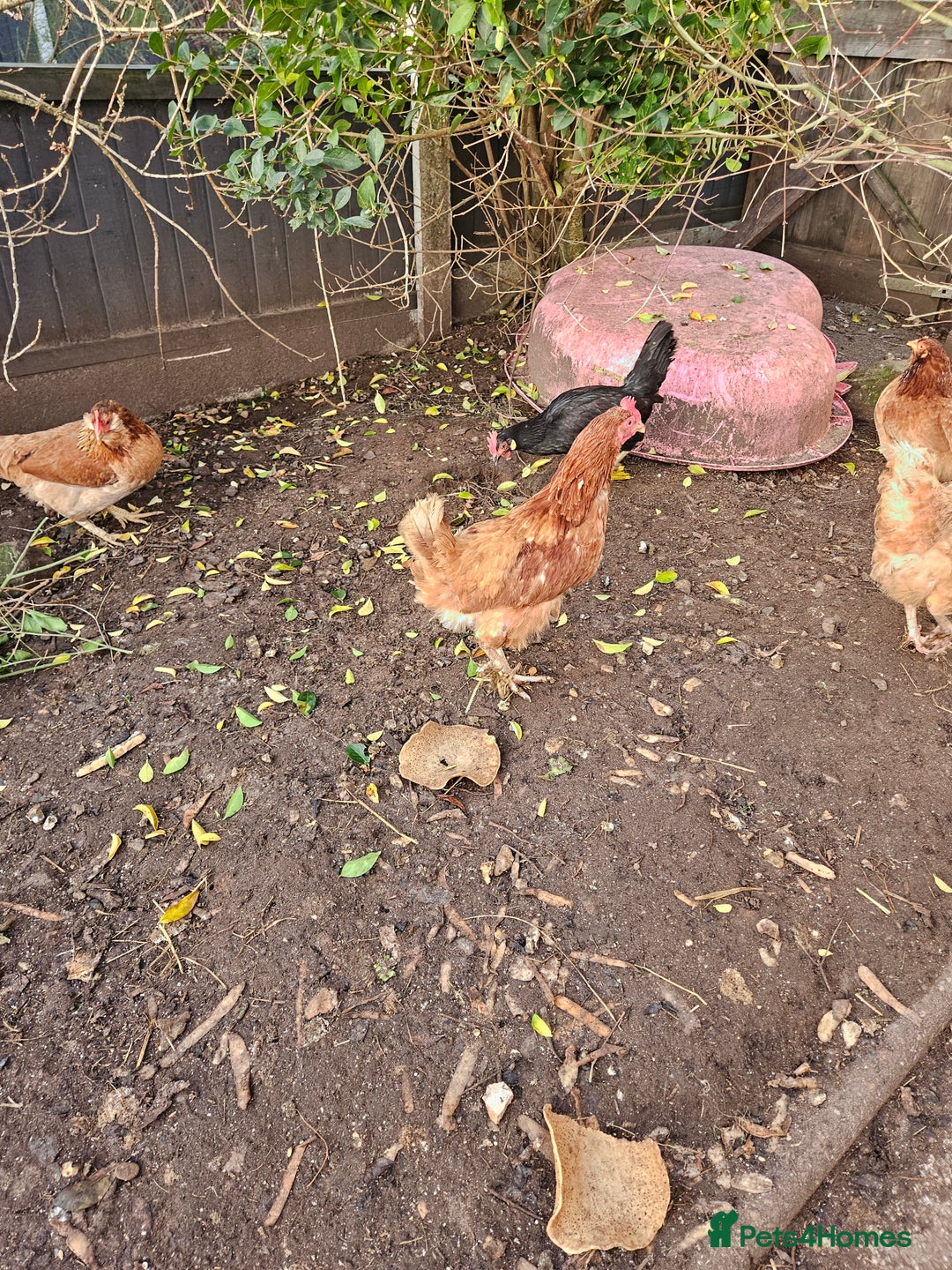 Chickens poultry for sale: 11 hens 1 cockrel  - Advert 23