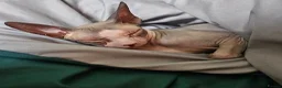 Sphynx cats for sale: Sphynx cross - Advert 10