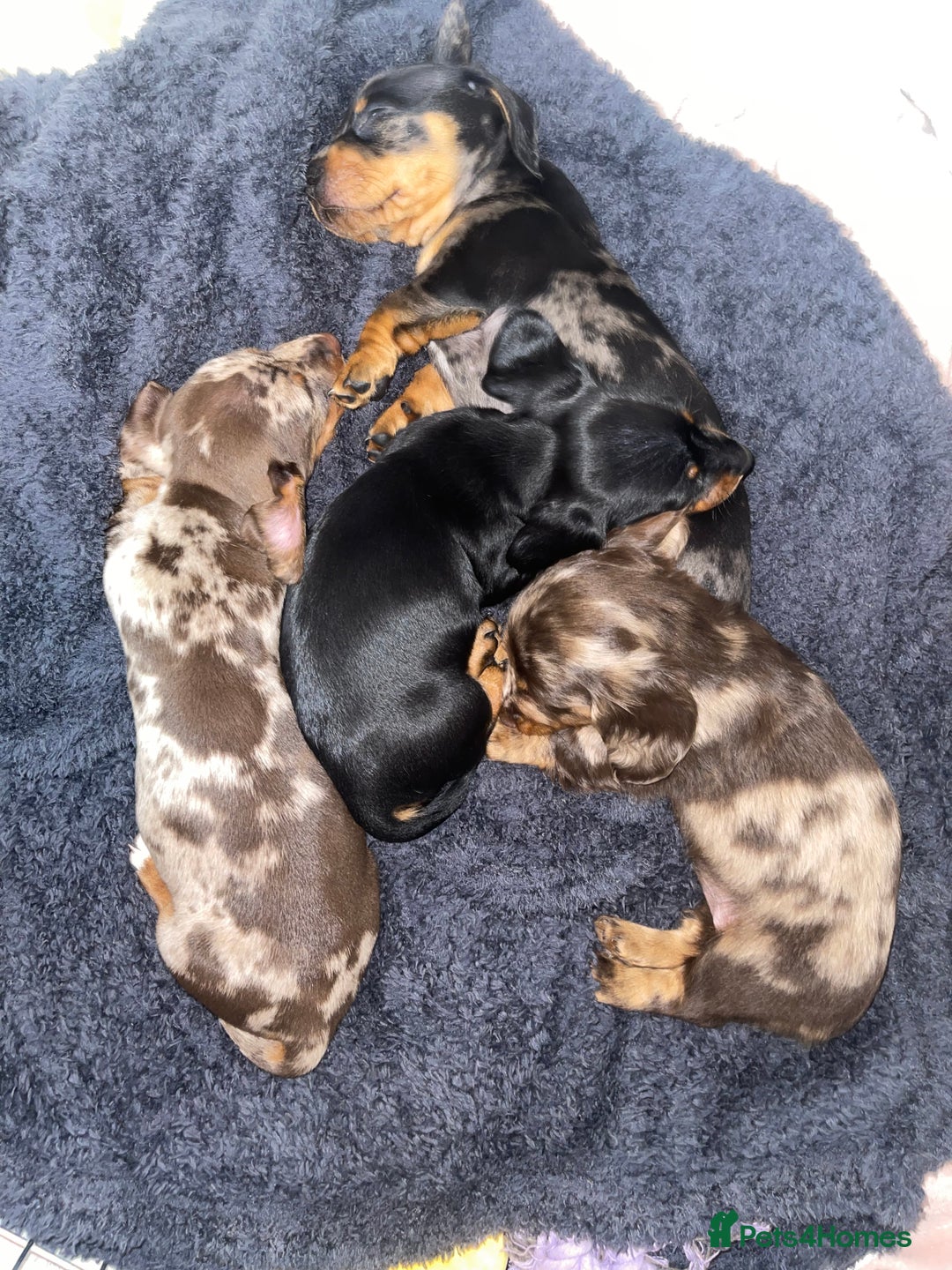 Miniature Dachshund dogs for sale: Miniature Dachshund Puppies for Sale!💙🩷 - Image 2