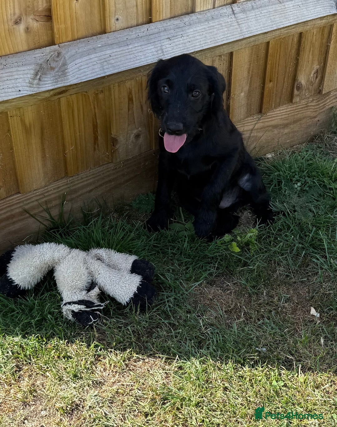 Australian Labradoodle dogs for sale: Australian labradoodles  in Brackley - Image 2