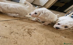 Bichon Frise dogs for sale: Bicho frize  - Image 4