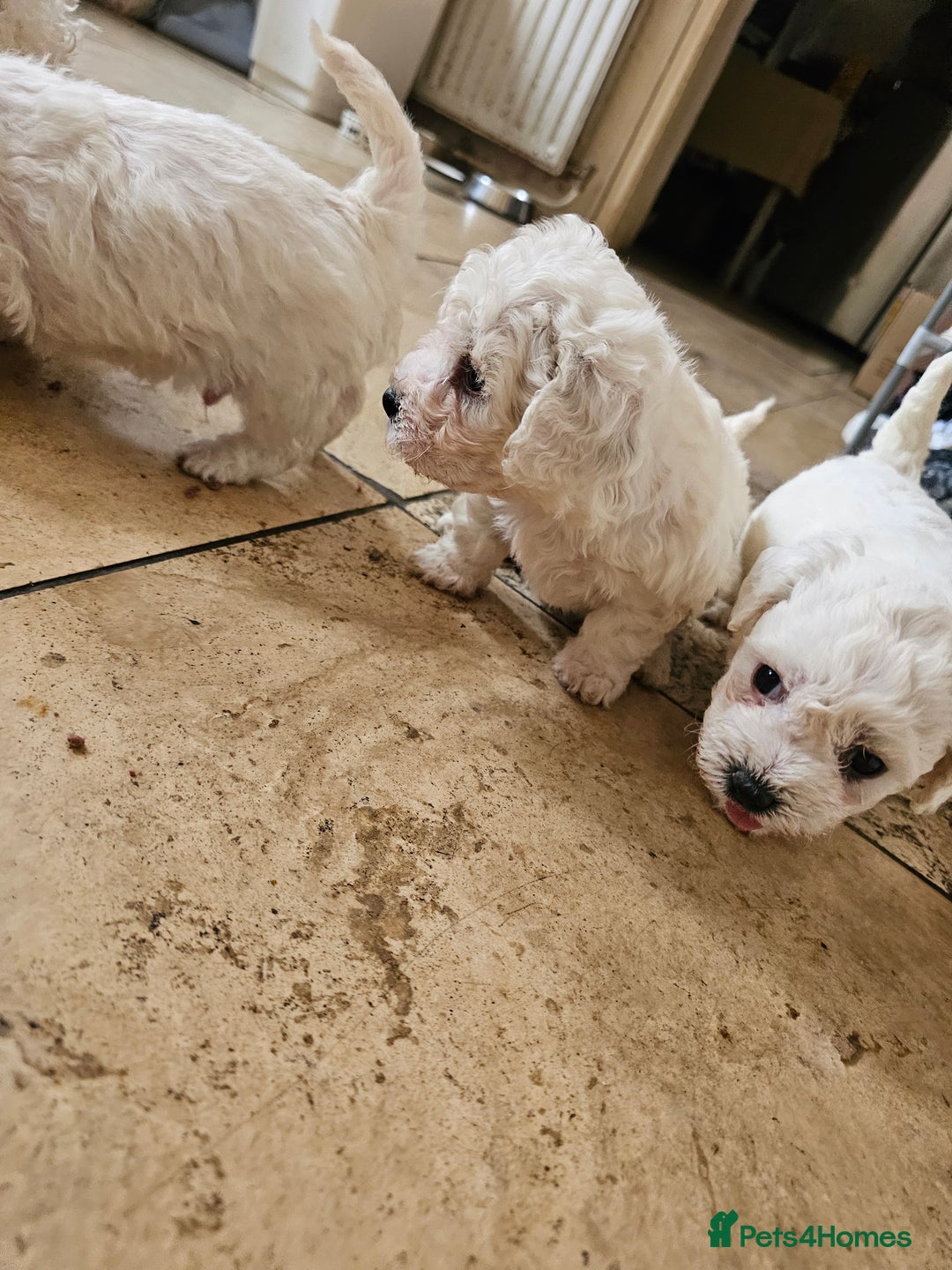 Bichon Frise dogs for sale: Bicho frize  - Image 4