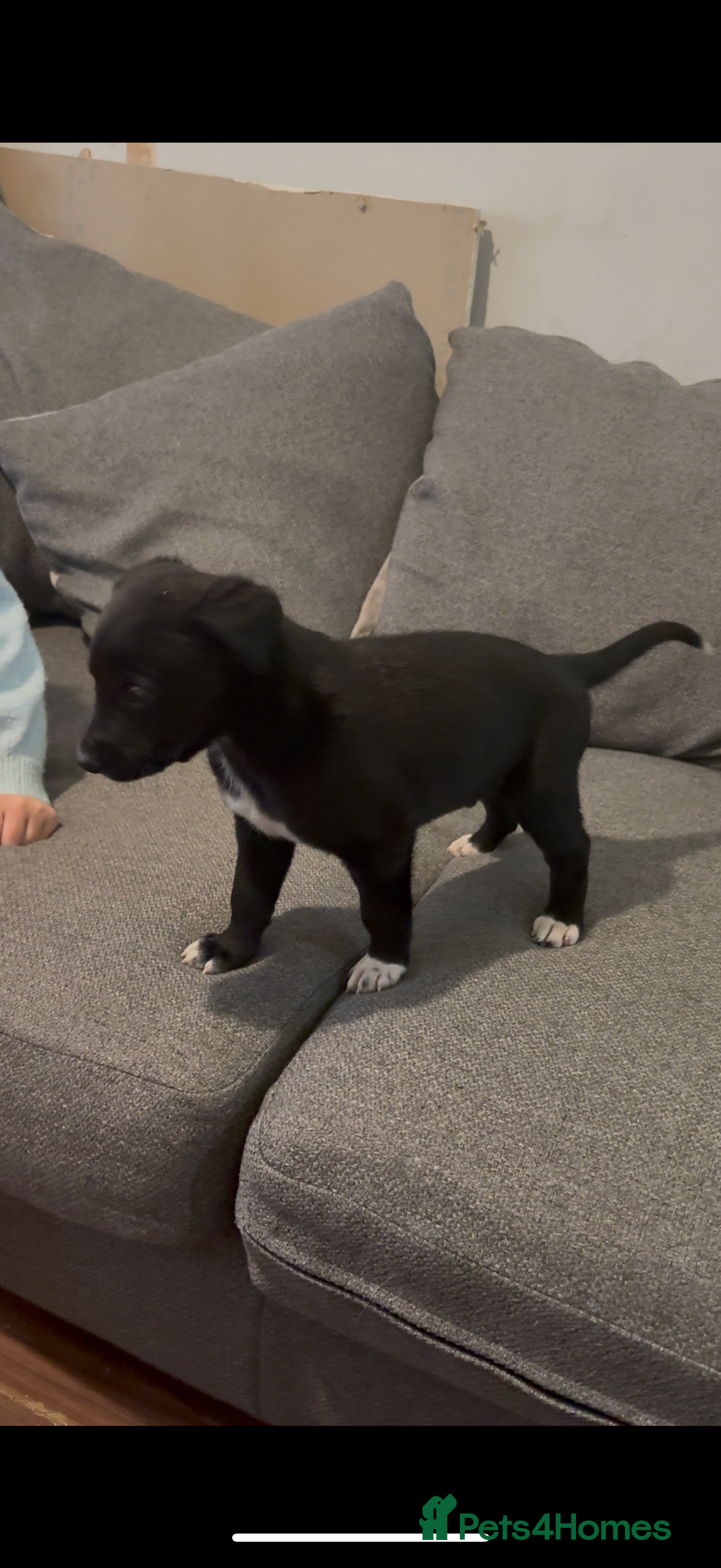 Mixed Breed dogs for sale: First cross Border collie x Greyhound - Advert 9