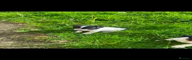 Jack Russell Puppy 4