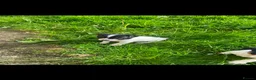 Jack Russell dogs for sale: Beautiful Jack Russell Girls Available  - Advert 2