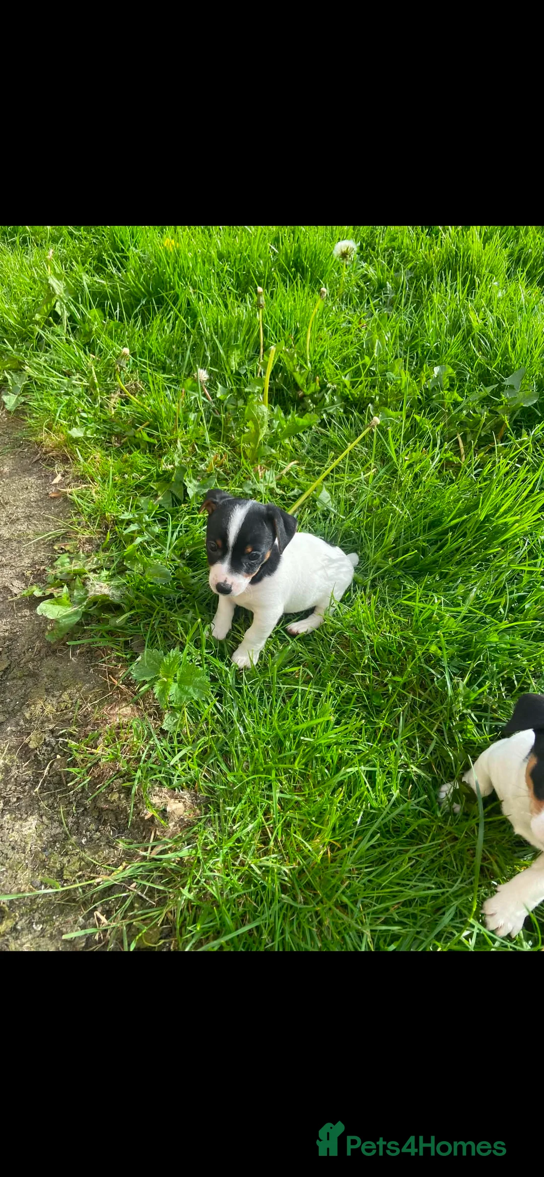 Jack Russell dogs for sale: Beautiful Jack Russell Girls Available  - Advert 2