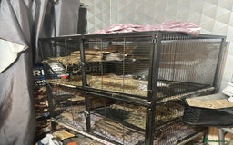 Chinchilla rodents for sale: Two female chinchillas and cage  - Image 12