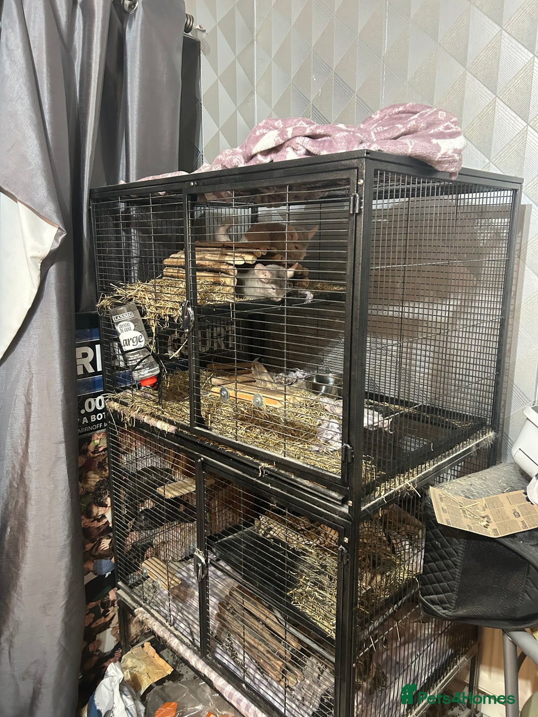 Chinchilla rodents for sale: Two female chinchillas and cage  - Image 12