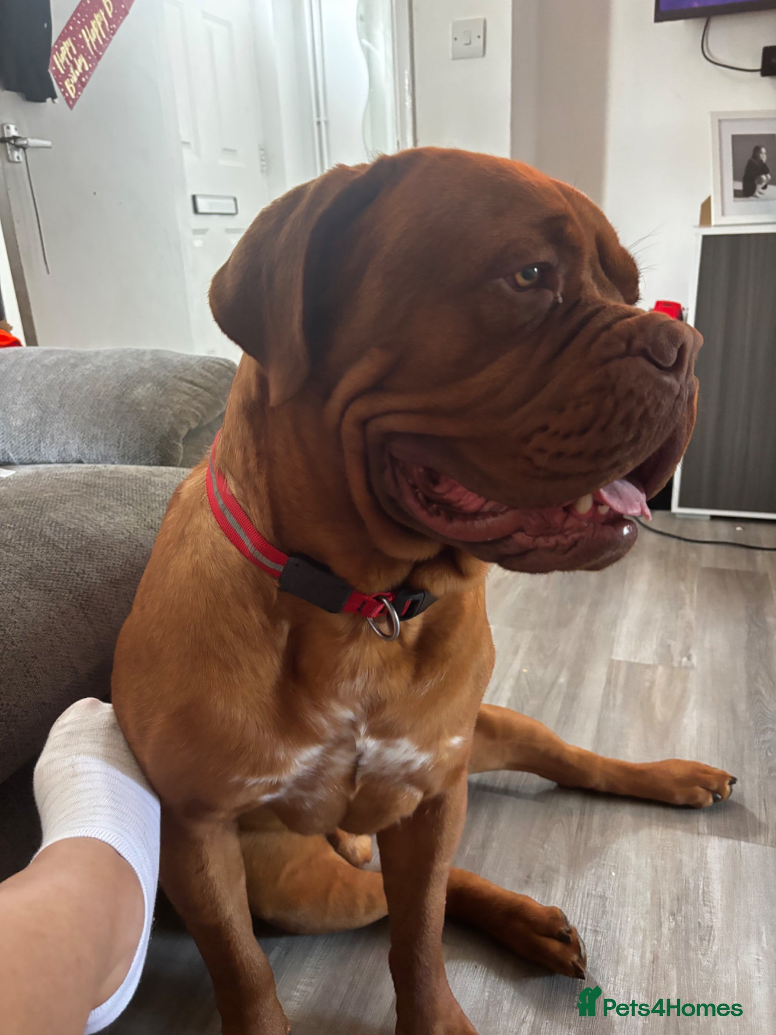 Dogue De Bordeaux dogs for sale: Beautiful big boy  - Advert 4