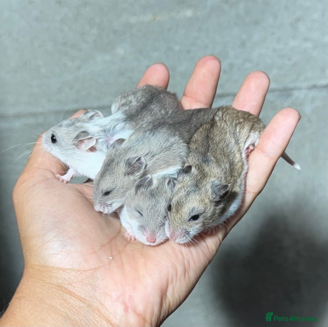Hamster rodents for sale: STUNNING TAME PEDIGREE CHINESE HAMSTER PUPS in Orpington - Image 2
