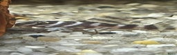 Plecos fish for sale: L333 A grade Plecos. 1”-3” - Advert 2
