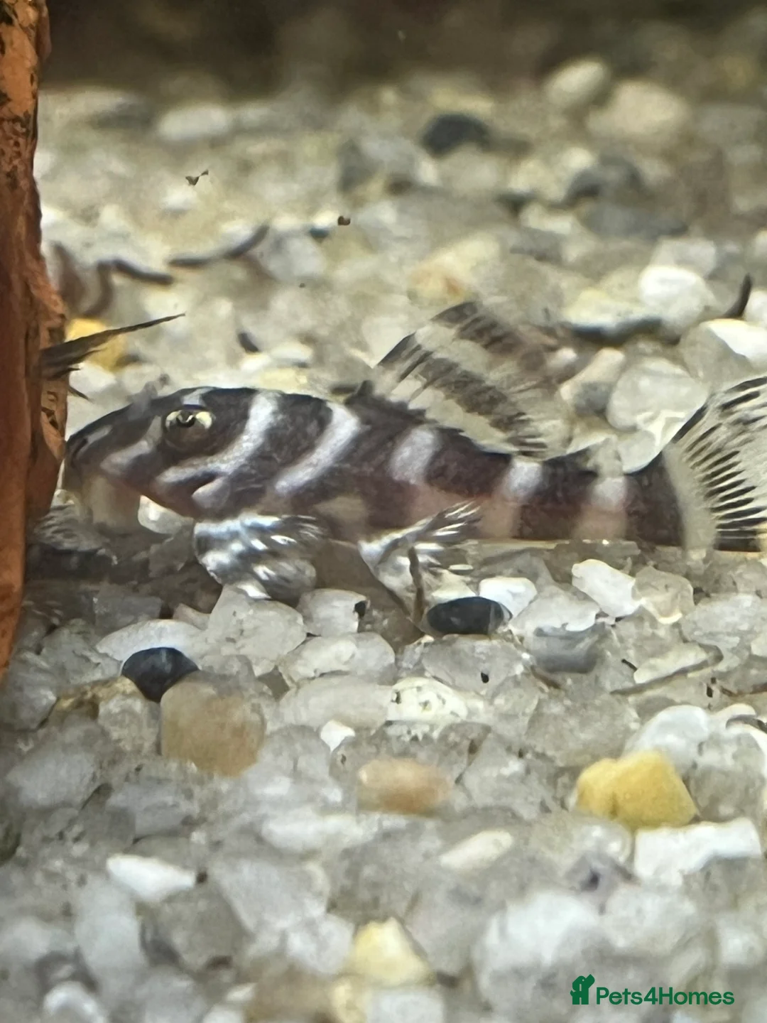 Plecos fish for sale: L333 A grade Plecos. 1”-3” - Advert 2