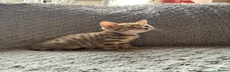 Mixed Breed cats for sale: 4 Beautiful Tabby Kittens  in Crewe - Advert 2