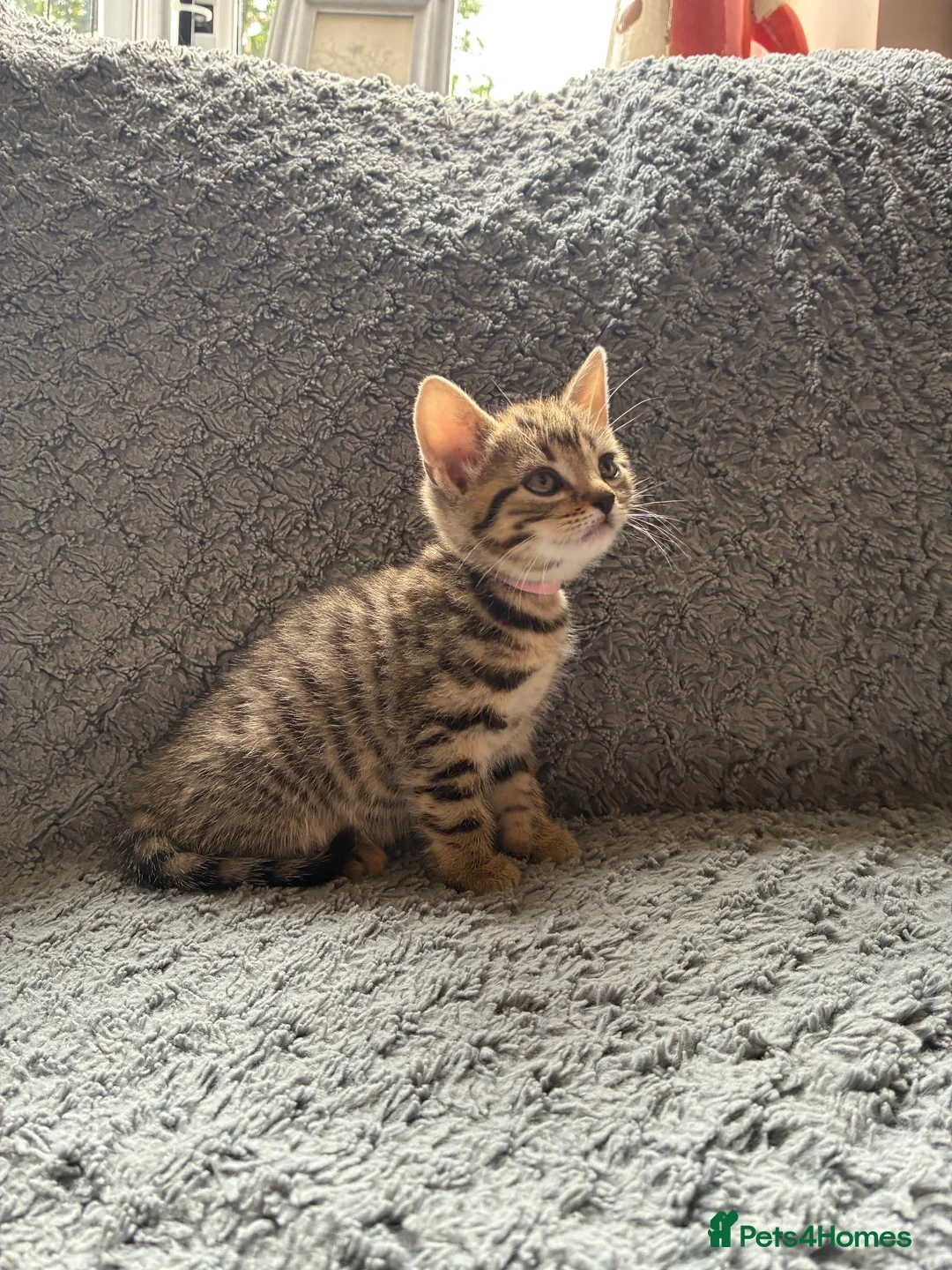 Mixed Breed cats for sale: 4 Beautiful Tabby Kittens  in Crewe - Advert 2