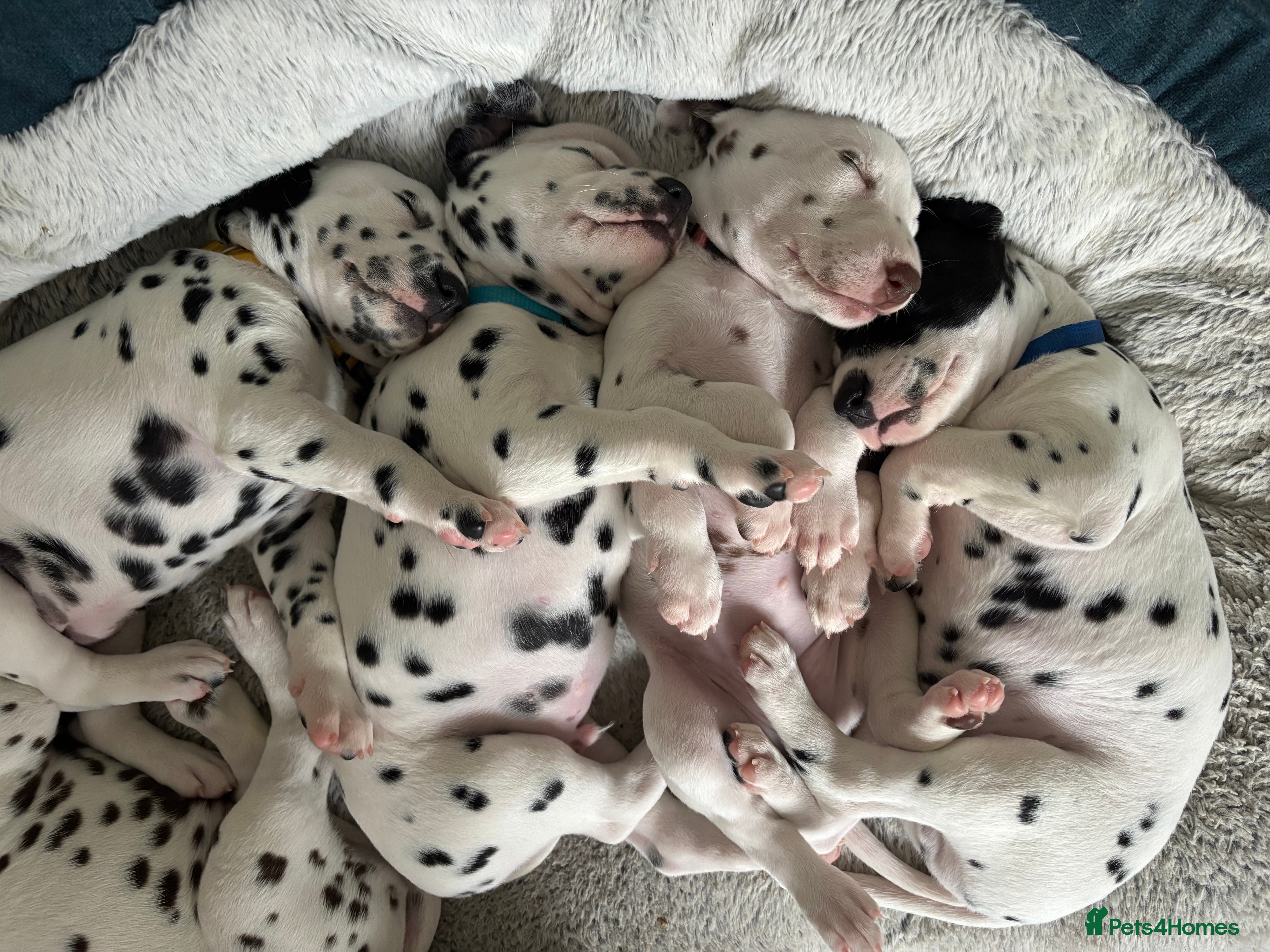 Dalmatian dogs Stunning mixed litter of Dalmatians  - Advert 2