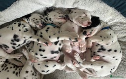 Dalmatian dogs for sale: Stunning mixed litter of Dalmatians  - Image 18