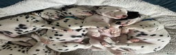 Dalmatian dogs for sale: Stunning mixed litter of Dalmatians  - Advert 1