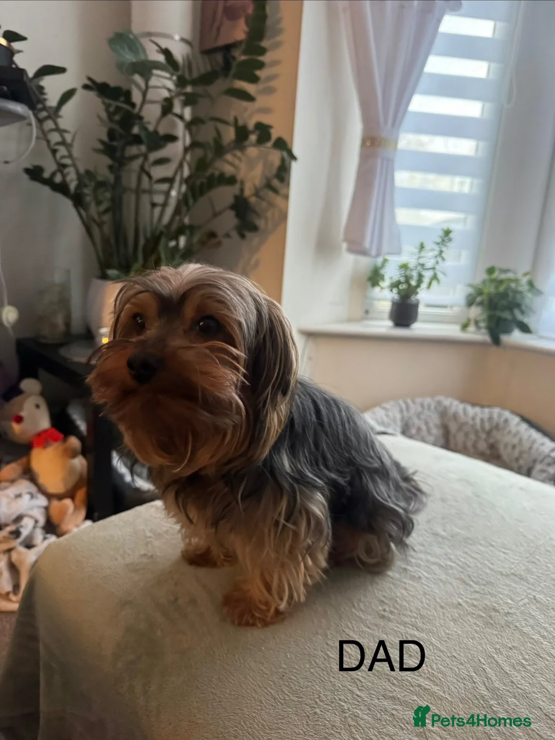 Yorkshire Terrier dogs for sale: GIRL YORKSHIRE TERRIER FOR SALE IN PORTSMOUTH  - Advert 9