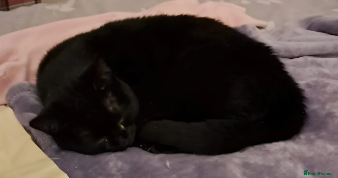 Mixed Breed cats for adoption: A pair of bonded rescue kittens need home to share - Advert 3