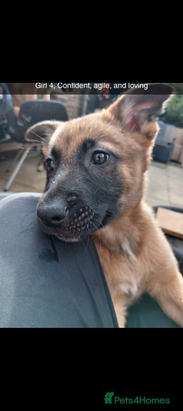 Belgian Shepherd Dog dogs for sale: Belgian Malinois Puppies Ready Now - Advert 5