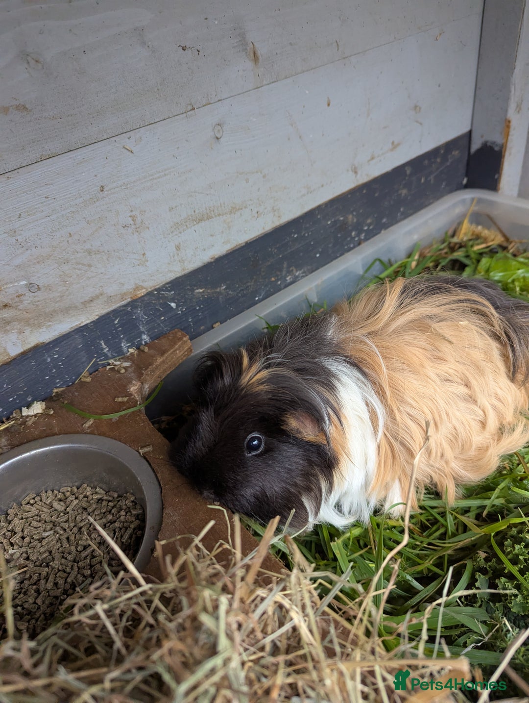 Guinea Pig rodents for sale: Sheltie guinea pig looking for a new home + friend - Advert 8