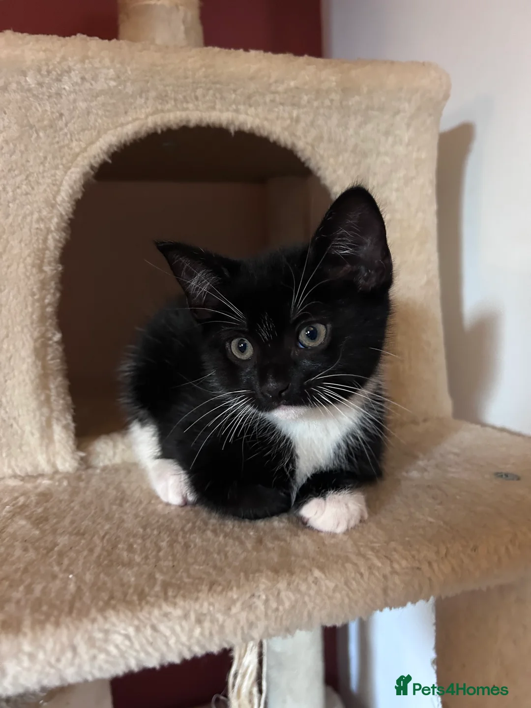 Mixed Breed cats for sale: Cuddly Tuxedo Kittens  - Advert 11