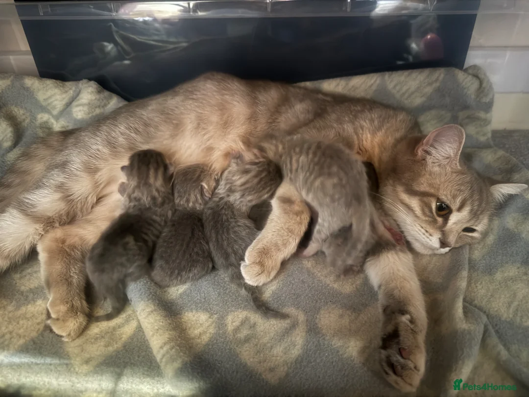 Mixed Breed cats for sale: Scottish straight, turquoise shell adorable 🥰  - Advert 1