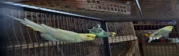 Budgerigars birds for sale: Budgies for sale - Advert 6