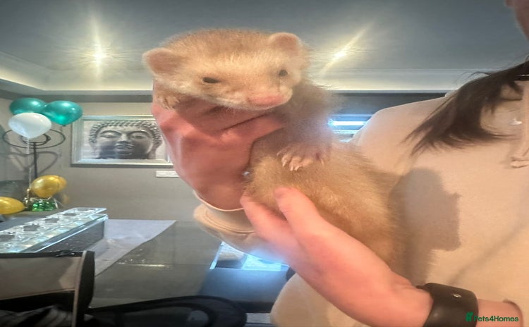 Ferret rodents - Advert 7