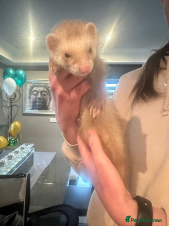 Ferret rodents - Advert 7