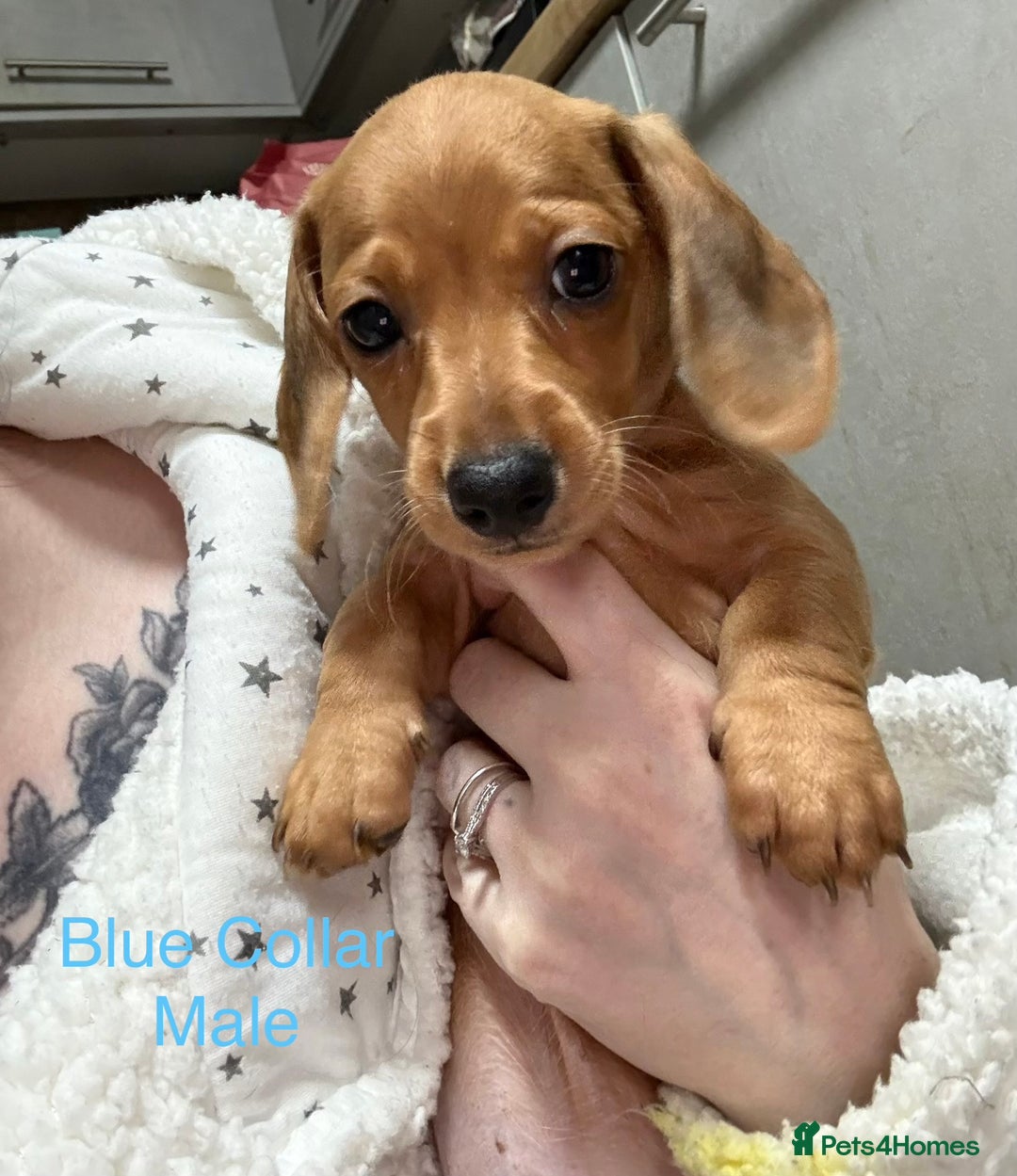 Miniature Dachshund dogs for sale: Miniature Dachshund Puppies💕 - Advert 31