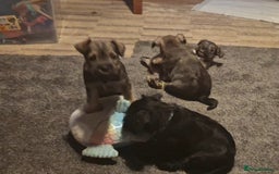 Miniature Schnauzer dogs for sale: Miniature Schnauzer puppies kc reg Ready to view - Image 24