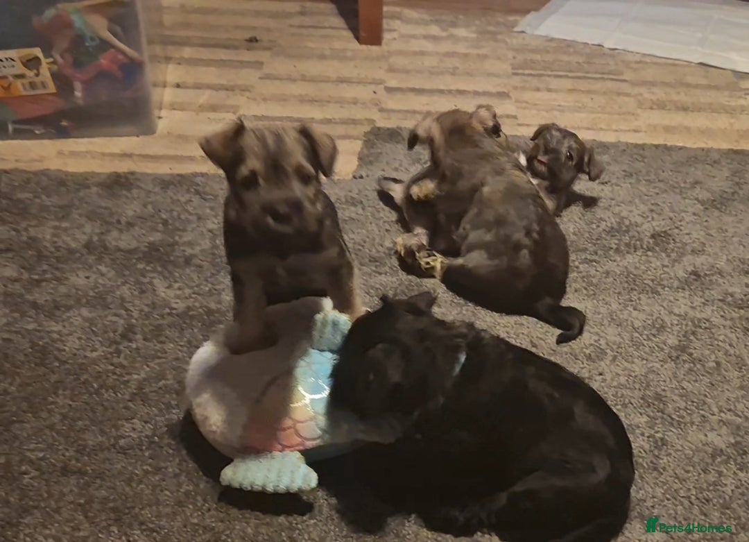 Miniature Schnauzer dogs for sale: Miniature Schnauzer puppies kc reg Ready to view - Image 24