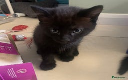 Mixed Breed cats for sale: Kitten for sale  - Image 3