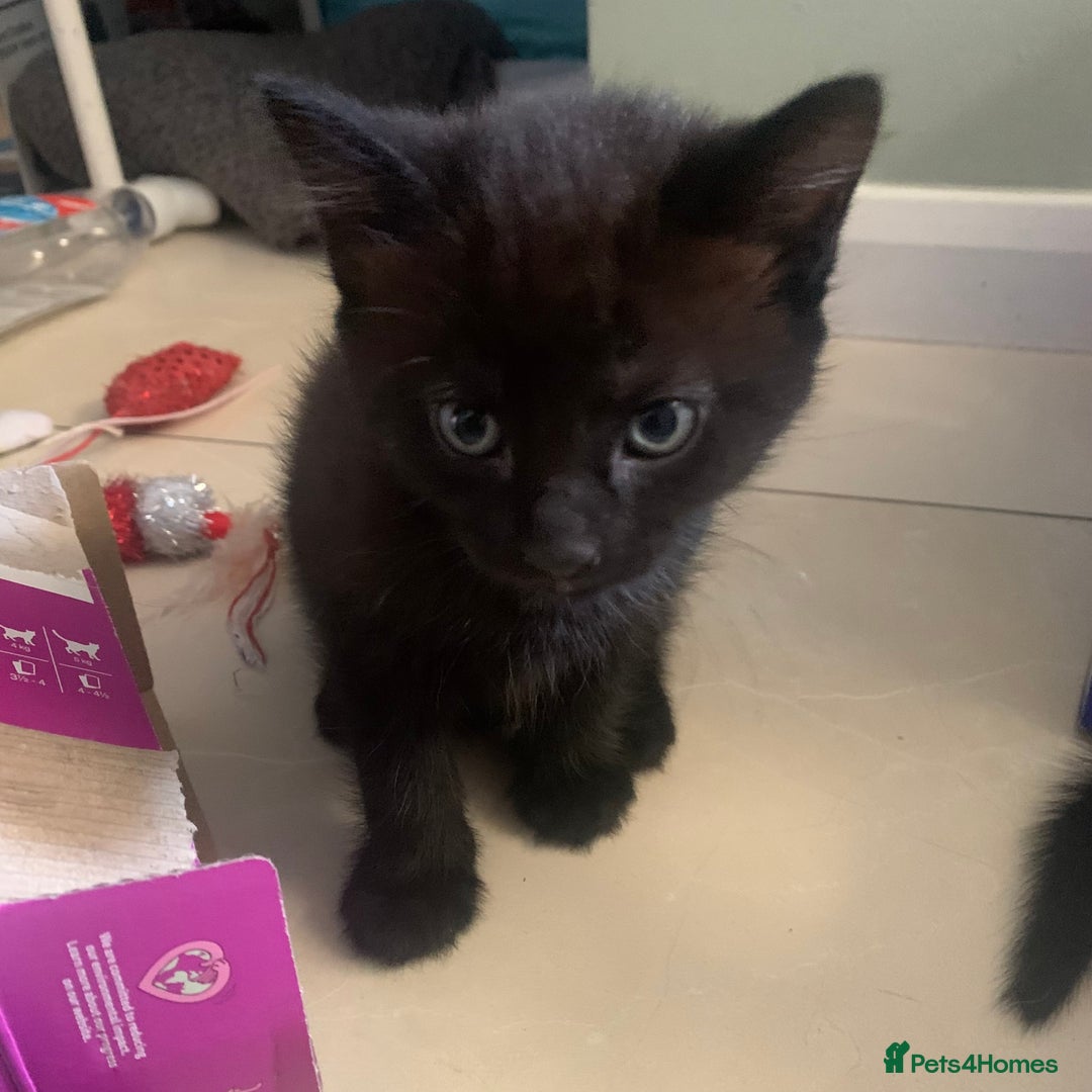 Mixed Breed cats for sale: Kitten for sale  - Image 3