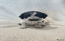 Cockapoo dogs for sale: F1b Cockapoo  - Image 4