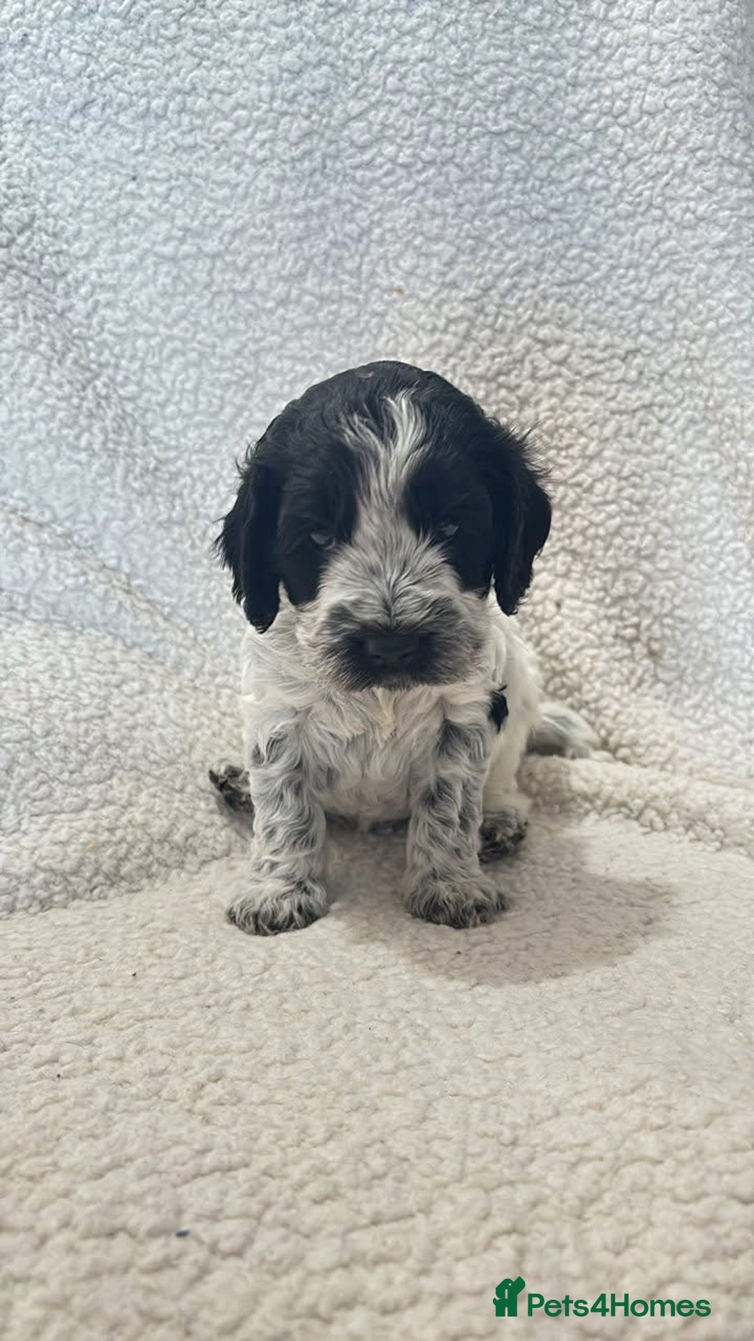 Cockapoo dogs for sale: F1b Cockapoo  - Image 4
