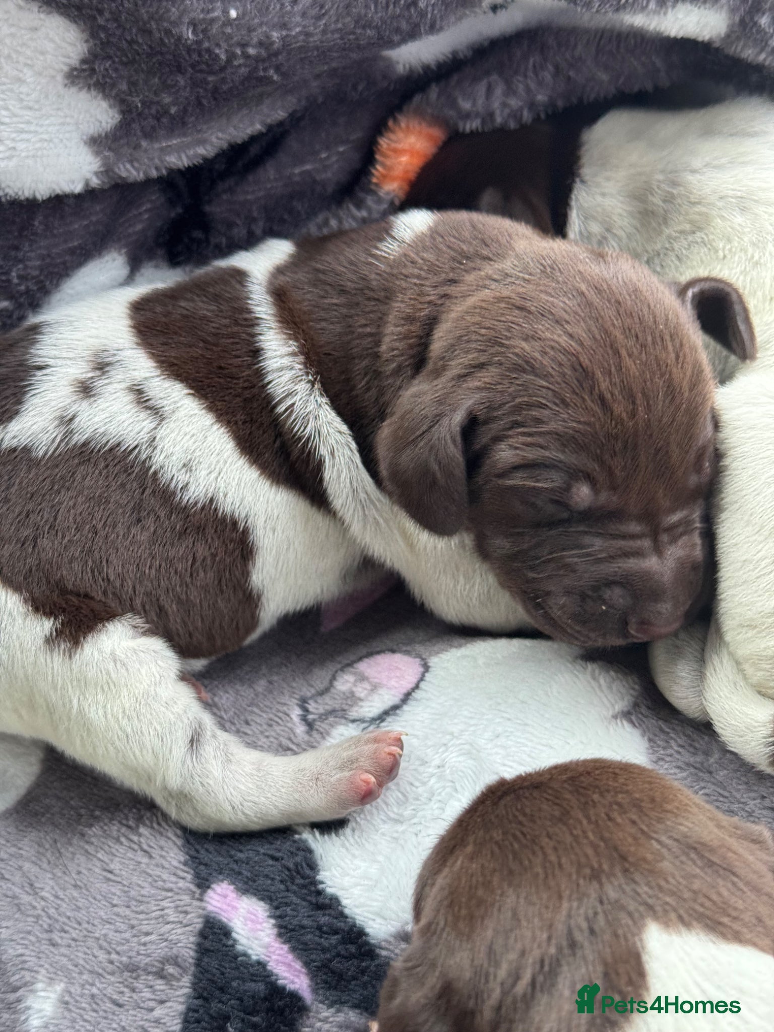 German Shorthaired Pointer dogs 🐾 KC Registered German Shorthaired Pointer Pups - Advert 10