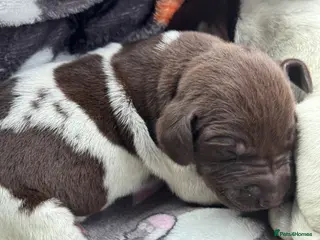 German Shorthaired Pointer dogs 🐾 KC Registered German Shorthaired Pointer Pups - Advert 10