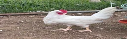 Chickens poultry for sale: Cockerels - Advert 3