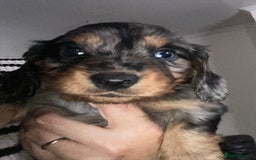 Dachshund dogs for sale: Stunning litter of Dachshund puppies  - Image 2