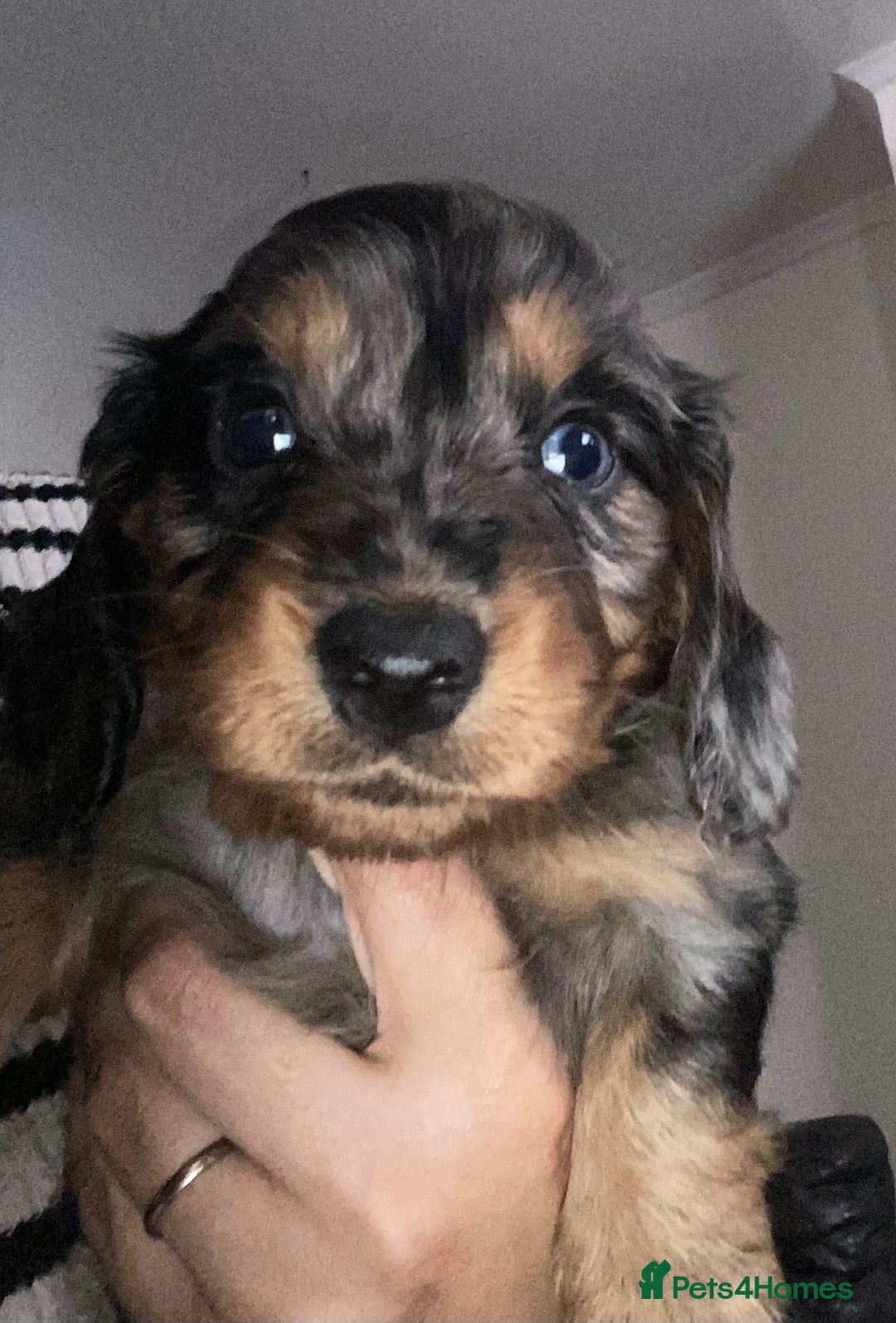 Dachshund dogs for sale: Stunning litter of Dachshund puppies  - Image 2