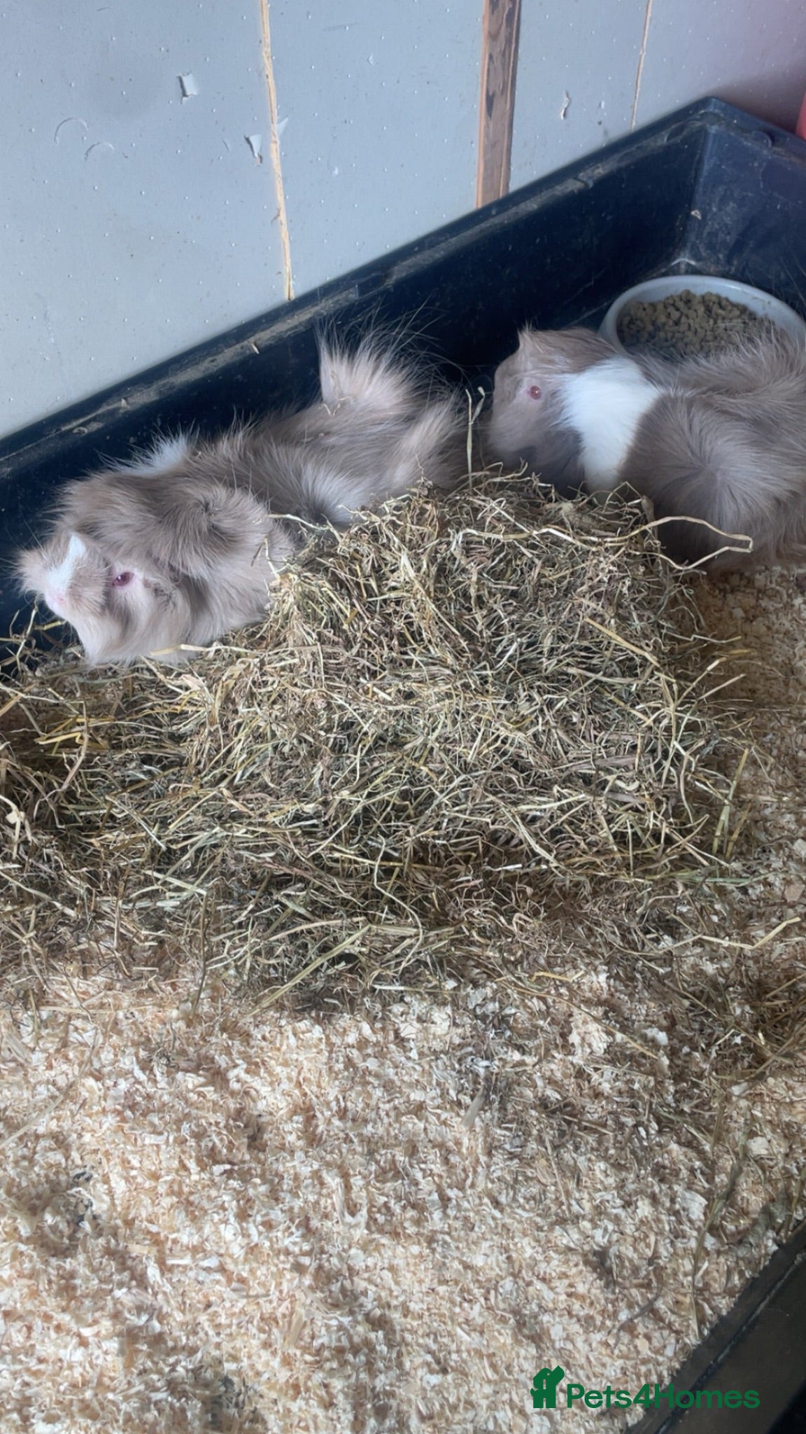 Guinea Pig rodents 2 female guinepigs  - Advert 1