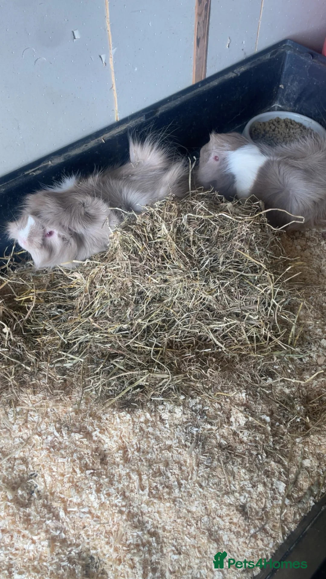 Guinea Pig rodents for sale: 2 female guinepigs  - Advert 1