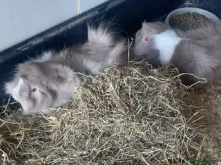 Guinea Pig rodents 2 female guinepigs - Advert 17